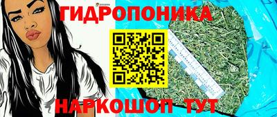 гашик Кингисепп